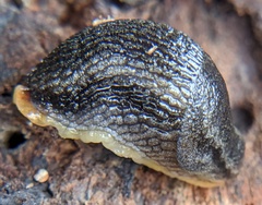 Arion hortensis image