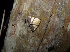 Eulepidotis julianata