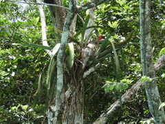 Aechmea setigera, photograph (c) Alex Baxter, some rights reserved (CC BY)