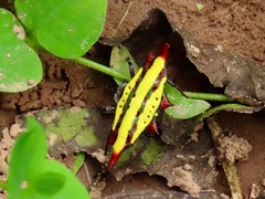 Gasteracantha diadesmia
