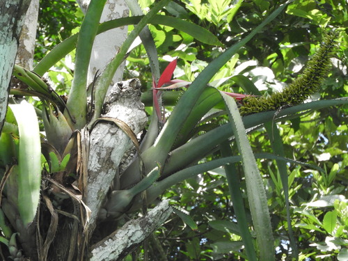 Aechmea setigera