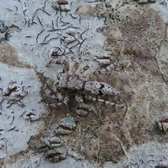 Balmaceda nigrosecta