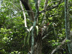 Aechmea setigera, photograph (c) Alex Baxter, some rights reserved (CC BY)