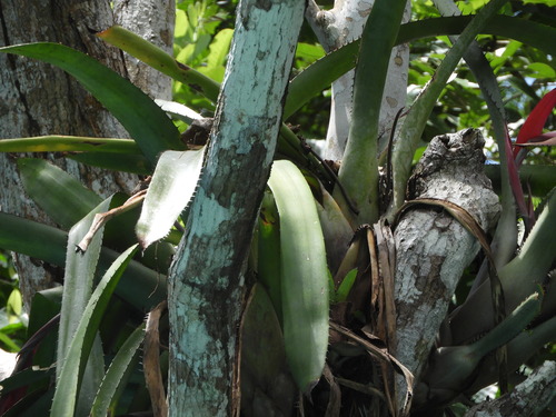 Aechmea setigera, photograph 4