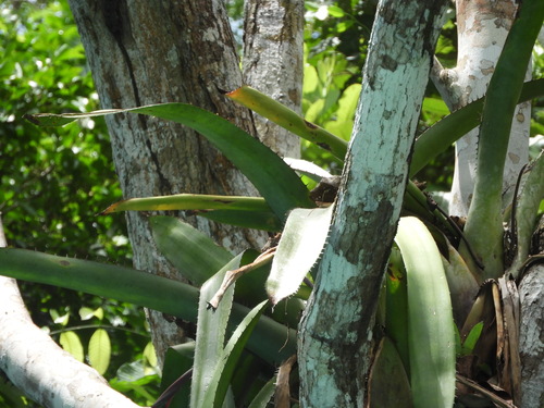 Aechmea setigera, photograph 3