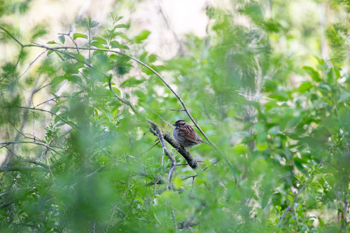 White-throated Sparrow photographed in Wisconsin