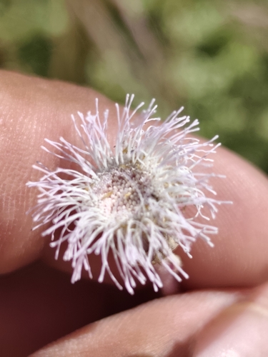 Hofmeisteria fasciculata
