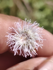 Hofmeisteria fasciculata
