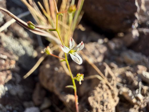 Nemacladus orientalis observed 2026-05-09