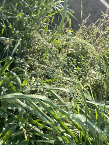 blue panic grass
