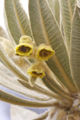 Espeletia hartwegiana