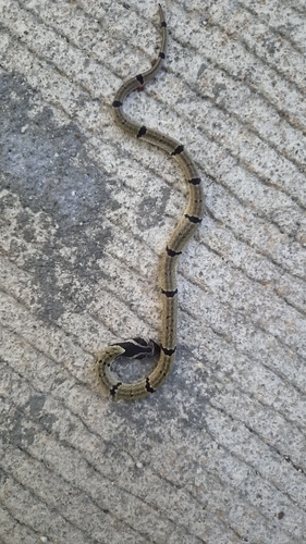 Small-banded Kukri Snake