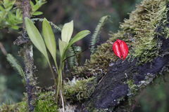 Masdevallia coccinea