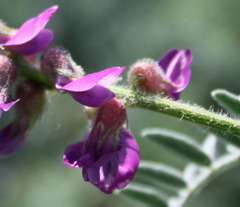 Astragalus brauntonii