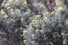 Leptasthenura andicola