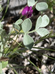 Astragalus mohavensis