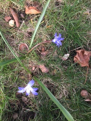 Scilla luciliae