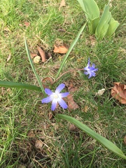Scilla luciliae