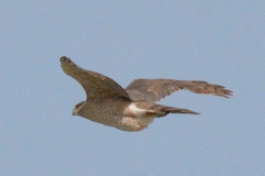 Accipiter cooperii