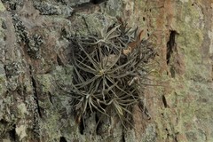 Tillandsia lepidosepala