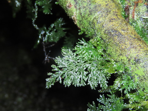Polyphlebium diaphanum observed 2026-04-24