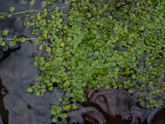 Callitriche heterophylla