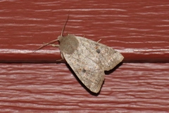 Orthosia rubescens