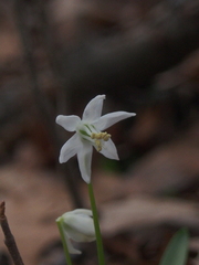 Scilla siberica