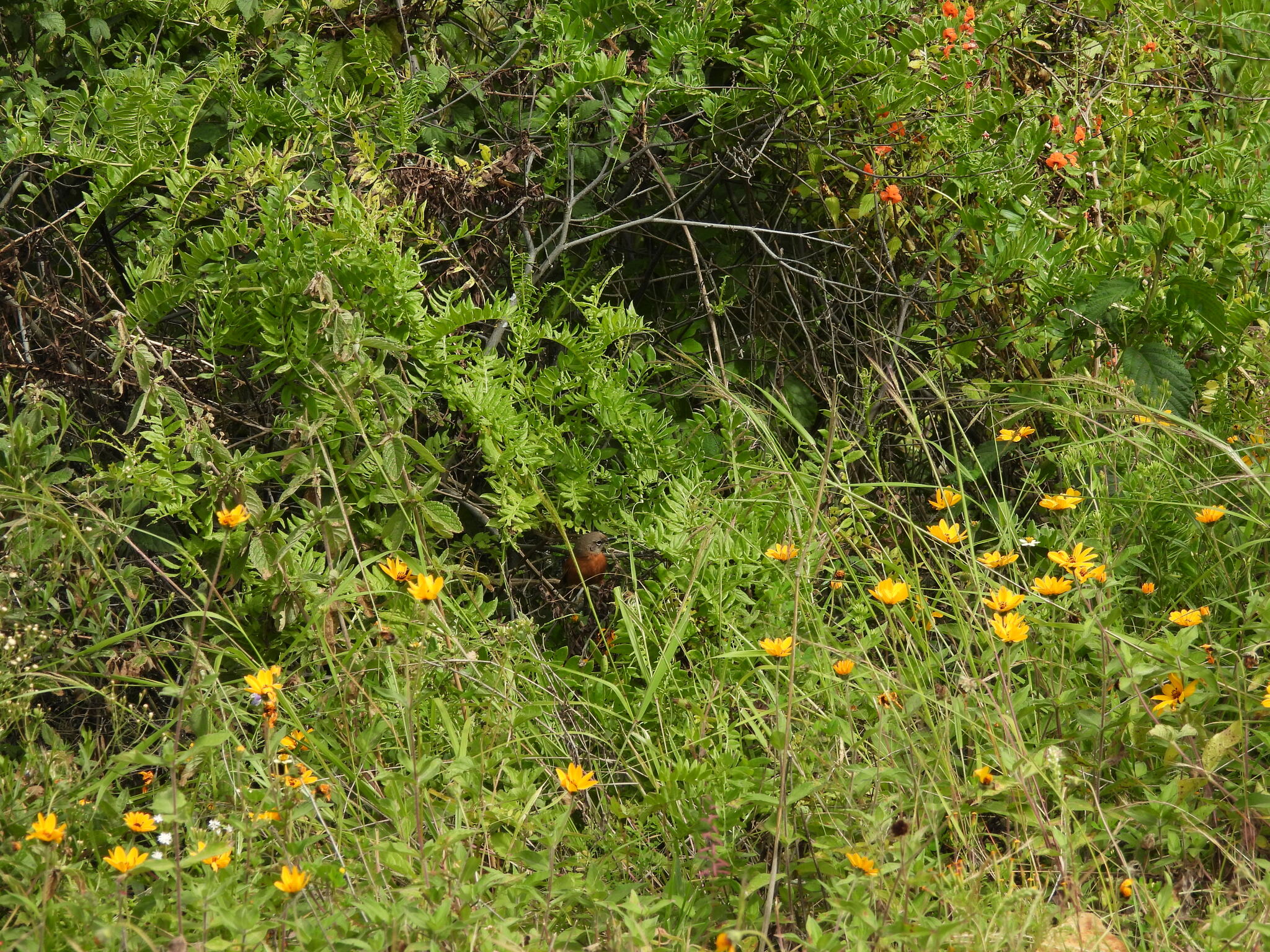 Russet-bellied Spinetail (Synallaxis zimmeri), photo 5