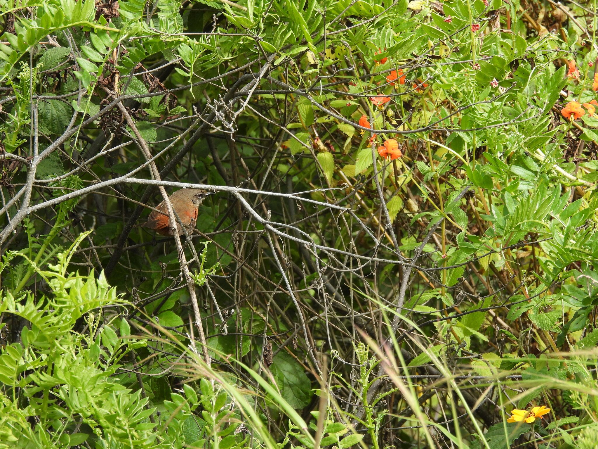 Russet-bellied Spinetail (Synallaxis zimmeri), photo 4