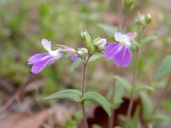 Collinsia violacea