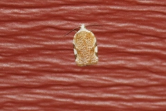 Acleris cervinana