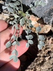 Astragalus mohavensis