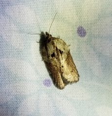 Acleris maculidorsana