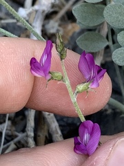 Astragalus mohavensis