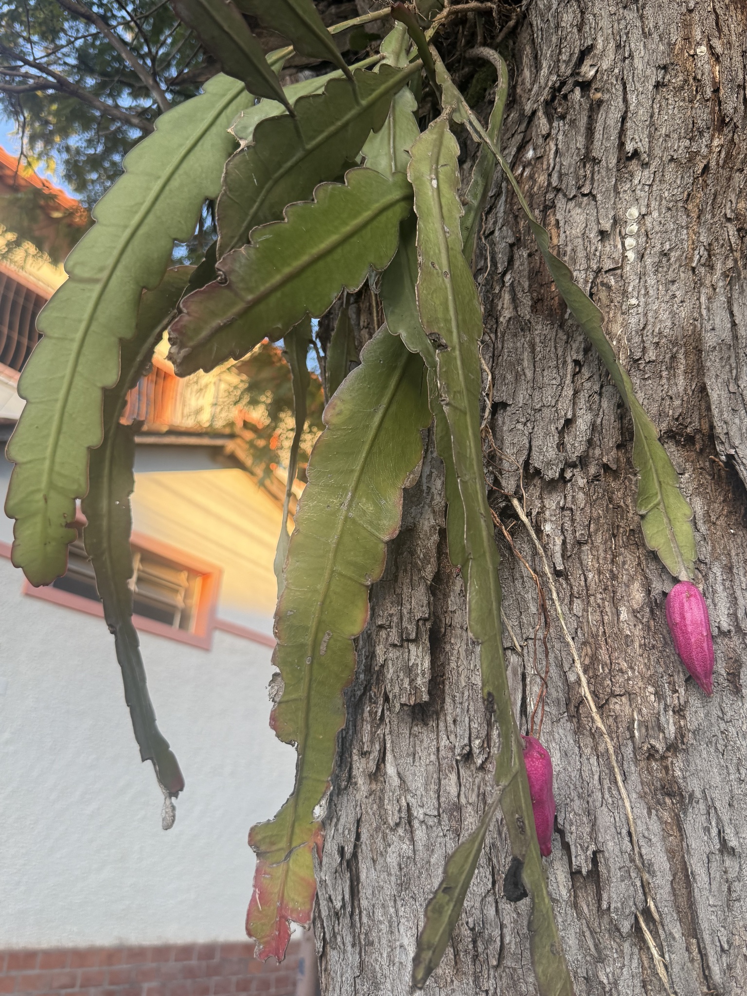 Epiphyllum phyllanthus