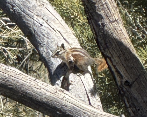 Panamint Chipmunk observed by erikatwell