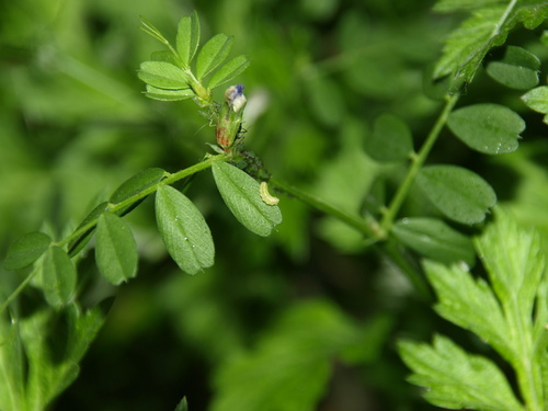 Cabbage Moth, photo 6 of 10
