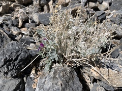 Astragalus mohavensis
