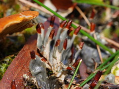 Peltigera dolichorhiza