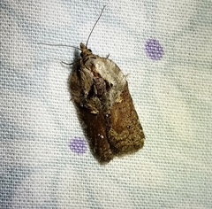 Acleris maculidorsana