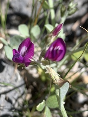 Astragalus mohavensis