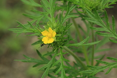 Potentilla multifida