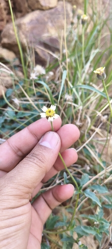 Tridax Daisy