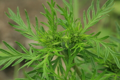 Potentilla multifida