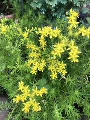 Sedum mexicanum