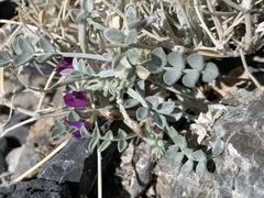 Astragalus mohavensis
