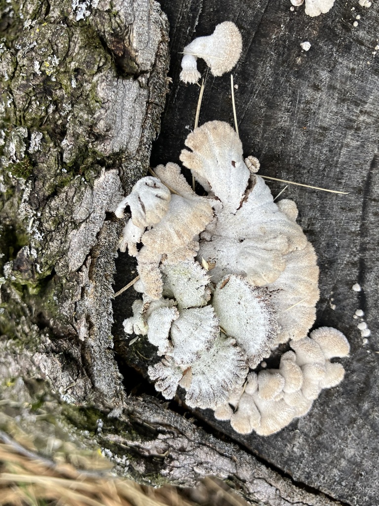 splitgill mushroom · May 2026 · photo: Photo: (c) preventthetoast, some rights reserved (CC BY) · iNaturalist