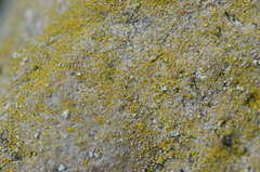 Flavoplaca flavocitrina