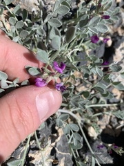 Astragalus mohavensis